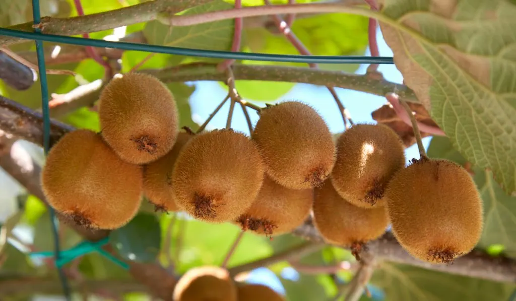 Kiwi fruits on plant 