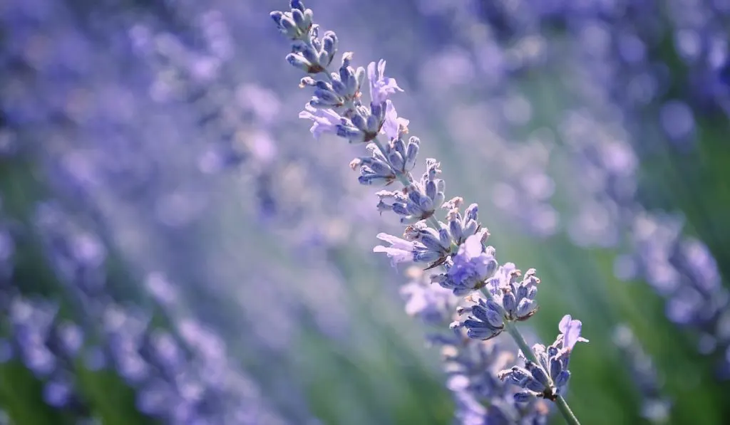 Lavender Flower on blurry lavender field