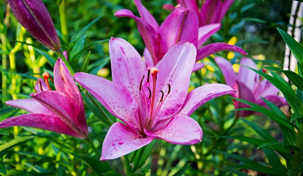 Lilium orientalis flower photos outdoors.