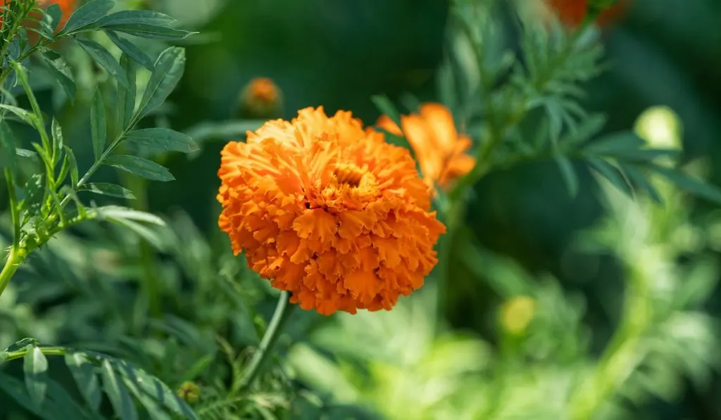 Marigold in midday light in the garden