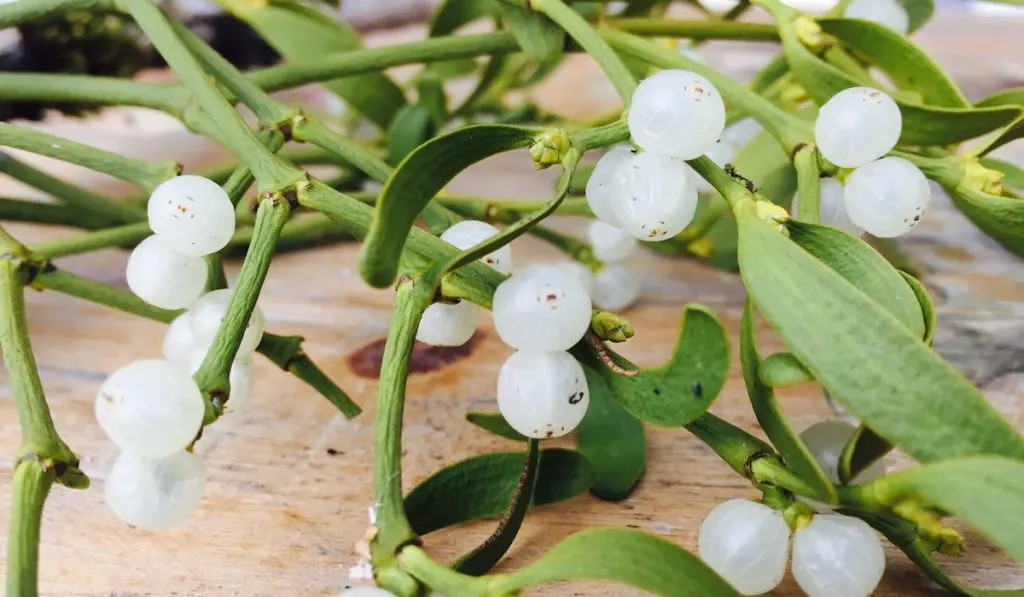 Mistletoe on wooden table
