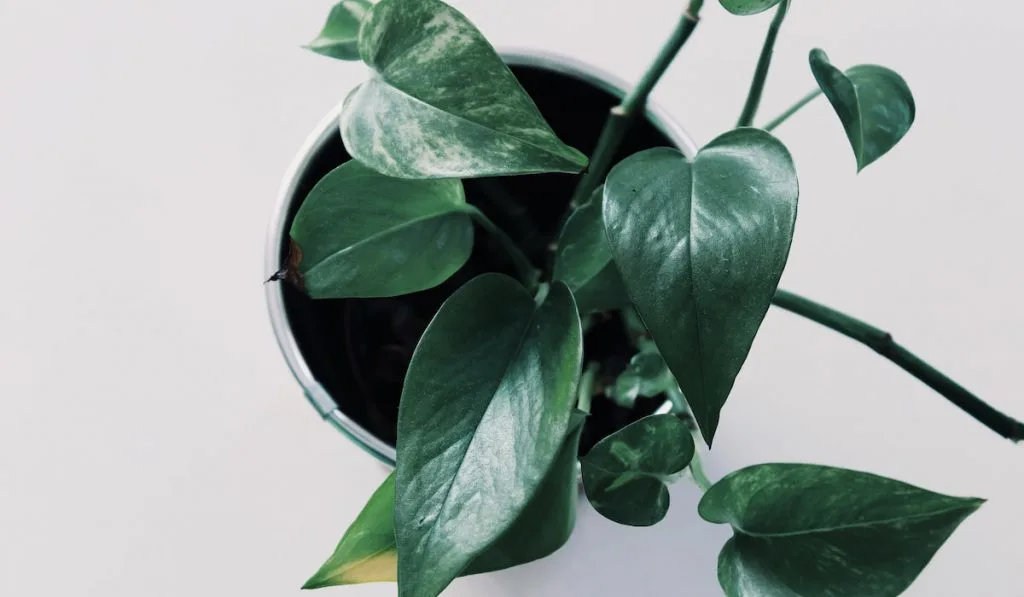 Money plant in a pot on white background