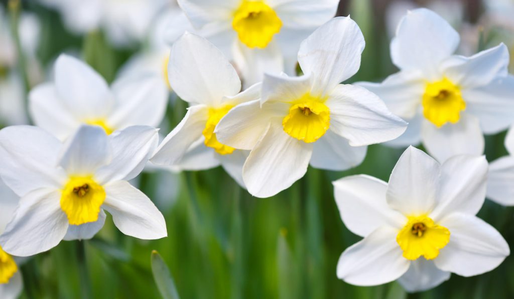 Narcissus flower, daffodils. Spring flowers in the garden
