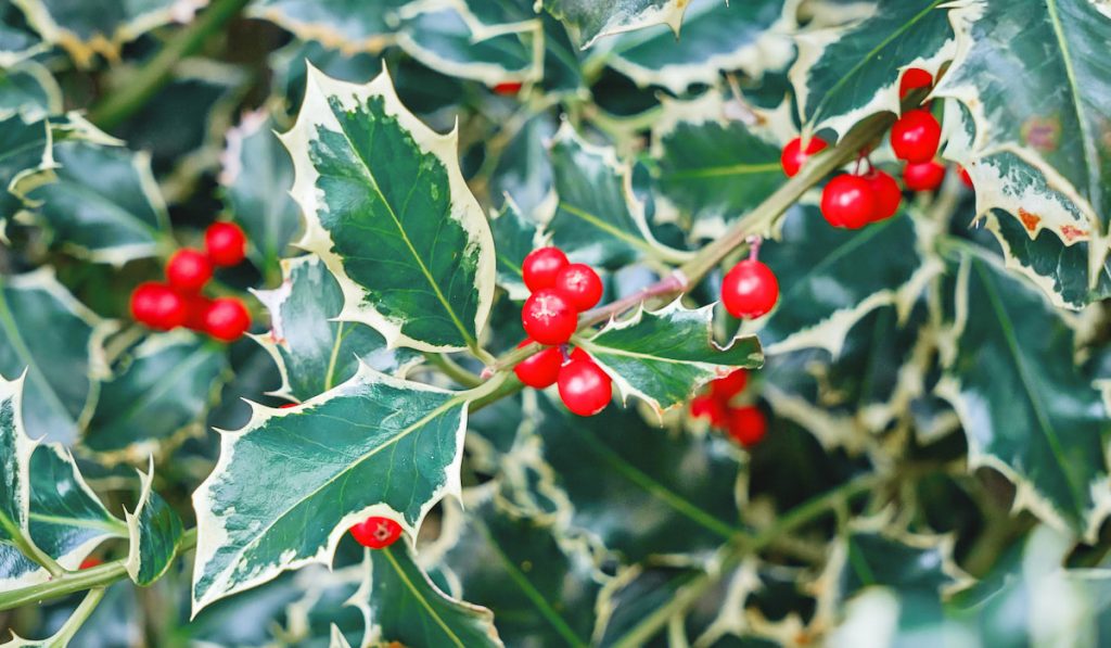 Natural holly leaves and holly berries 
