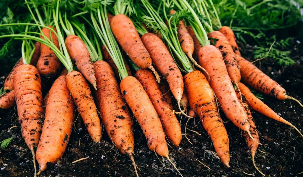 Newly Harvest organic carrots on the ground