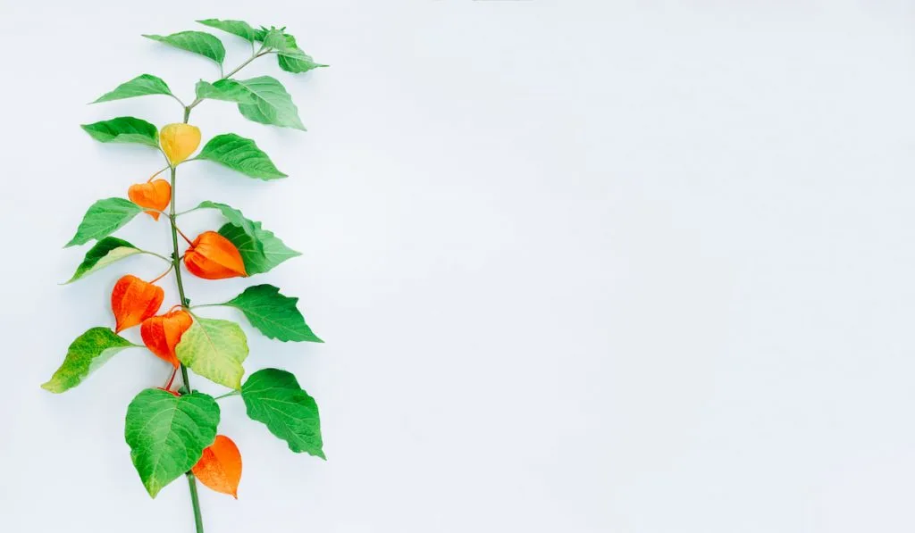 Orange Flower of physalis alkekengi isolated on white background