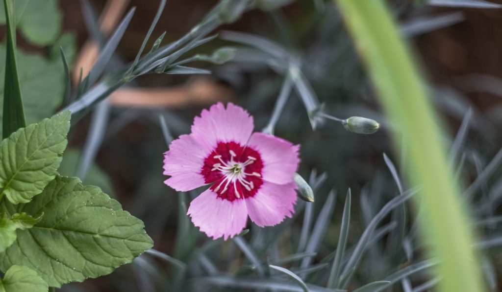 Pink Dianthus garden on a background of blurred greenery
