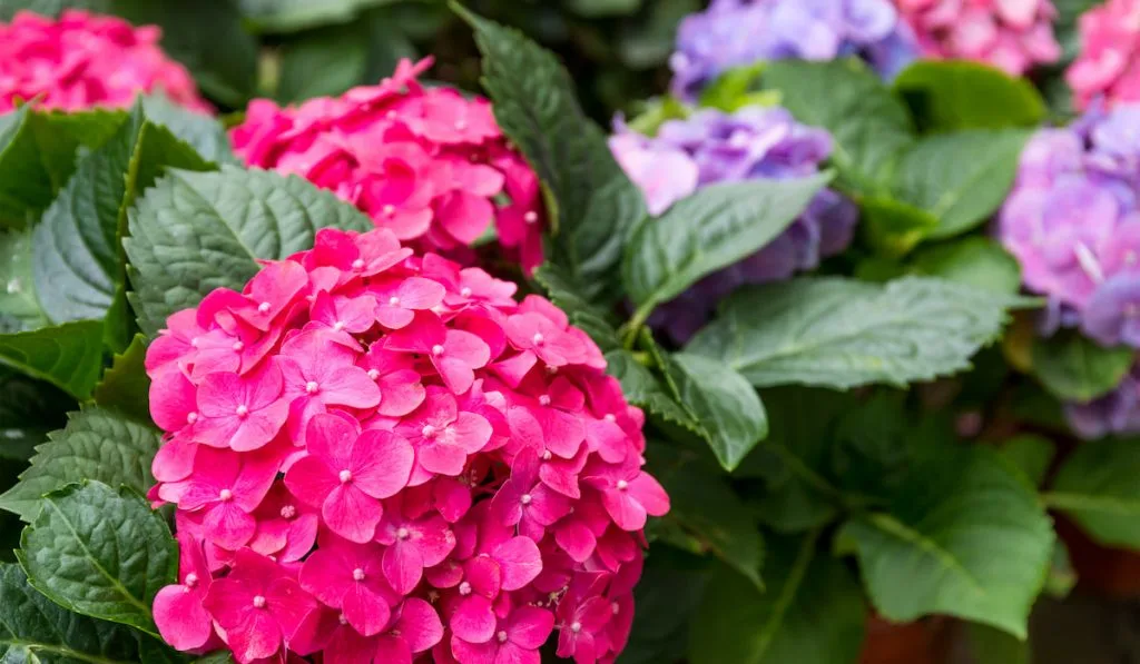 Pink Hydrangea flowers in the garden