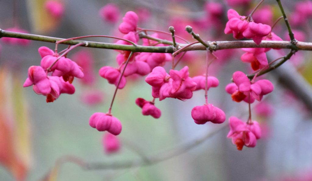 Pink Spindle tree seed pods
