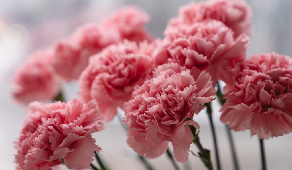 Pink carnations close-up.
