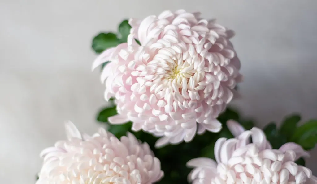 Pink chrysanthemum flowers
