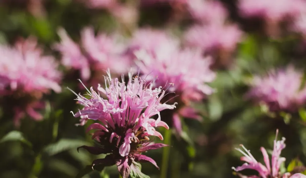 Pink monarda flower or Pink Bee balm