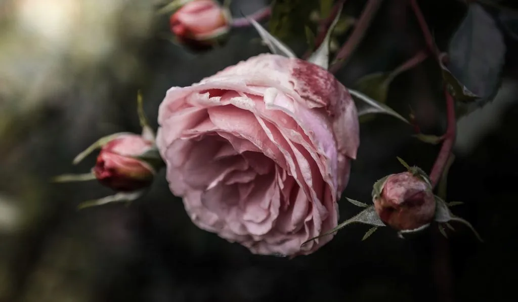 Pink rose and rose buds
