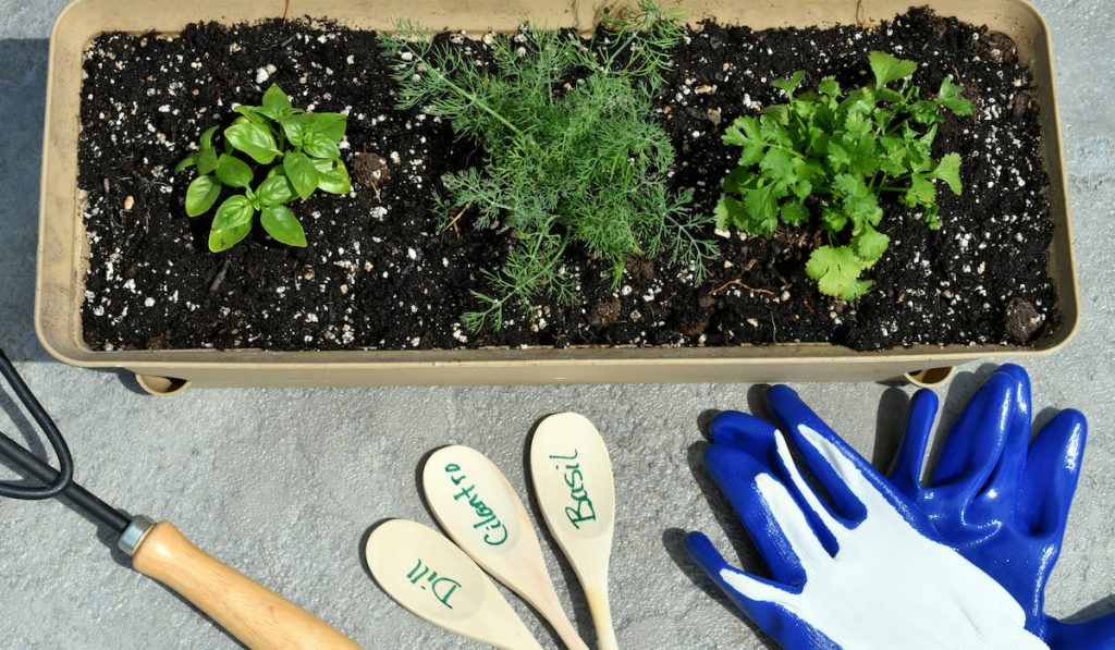 Planting herbs outside in a container and tools for planting