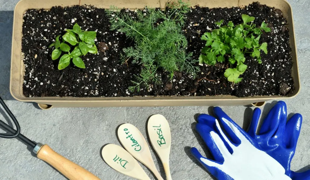 Planting herbs outside in a container and tools for planting