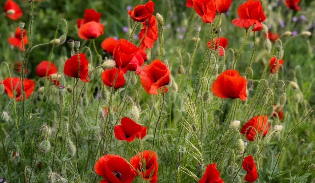 Red Poppies field