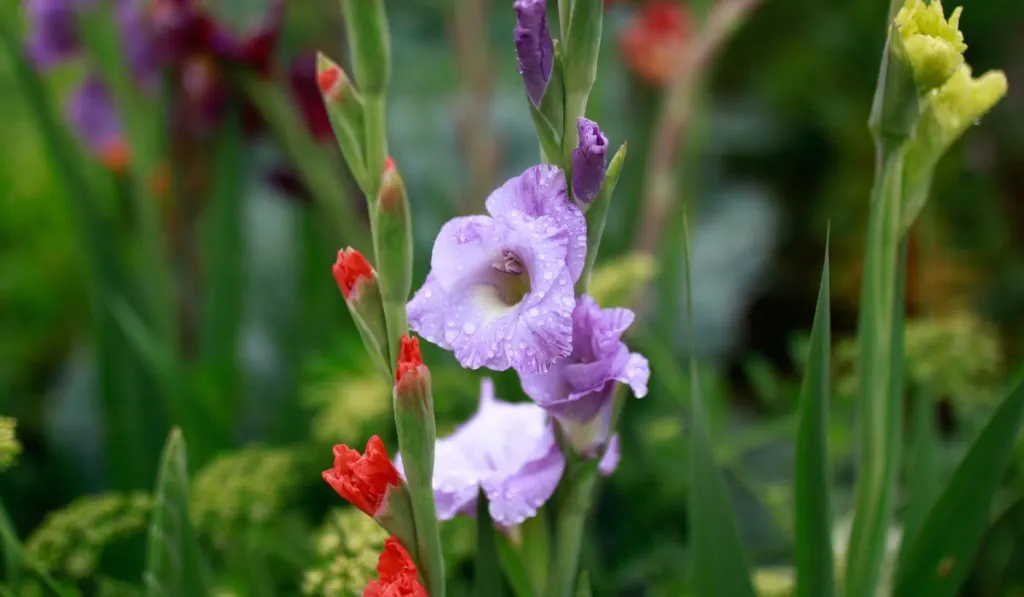 Purple gladiolus after the rain
