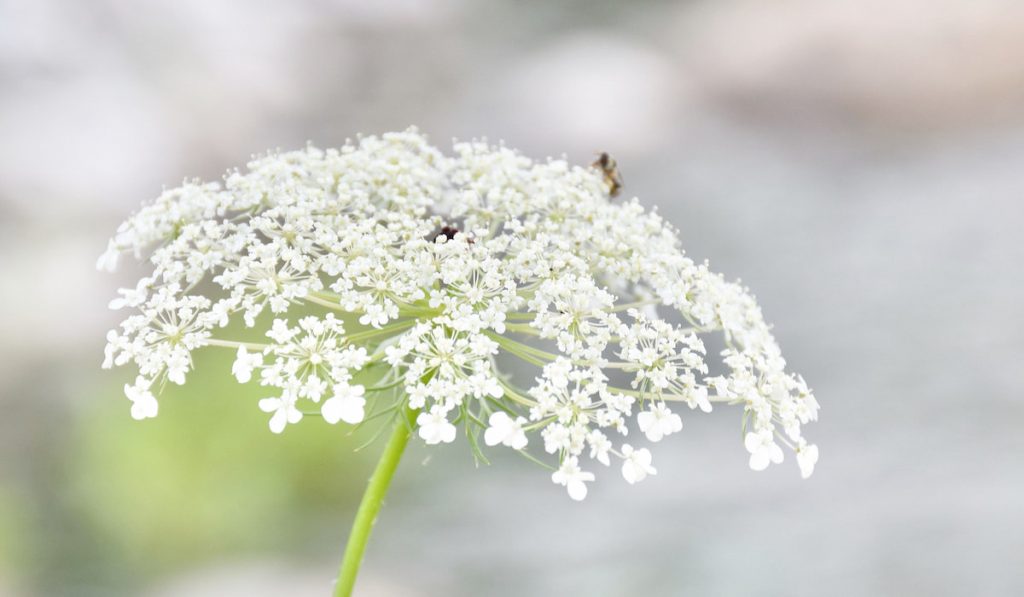 Queen Anne's Lace white flower
