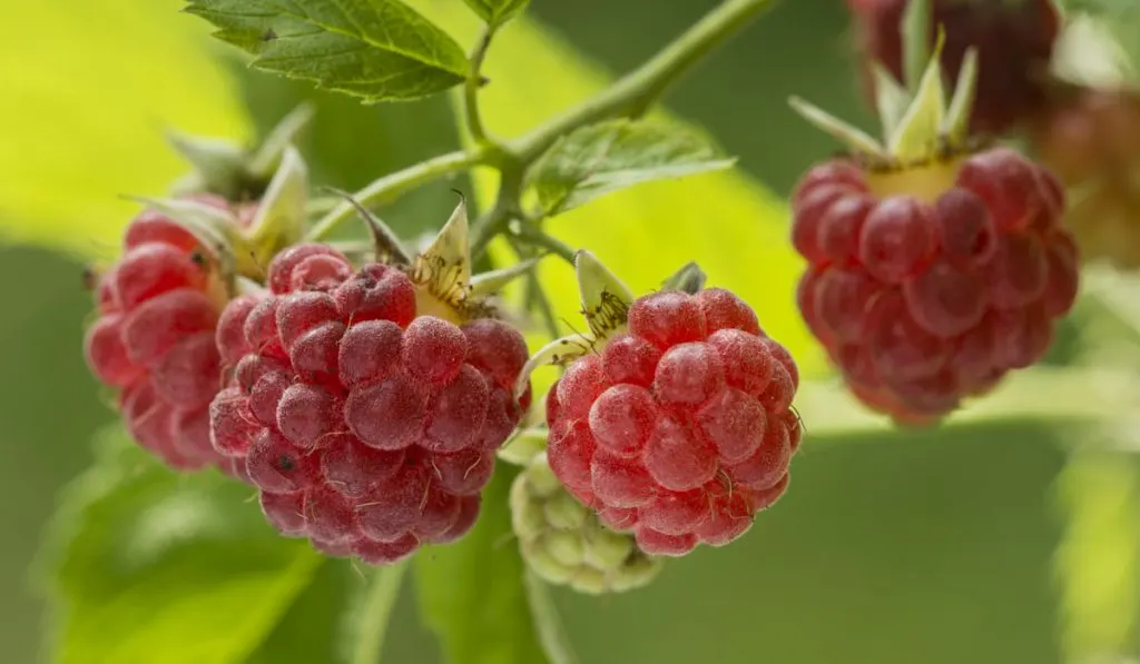 Raspberries on their plant.
