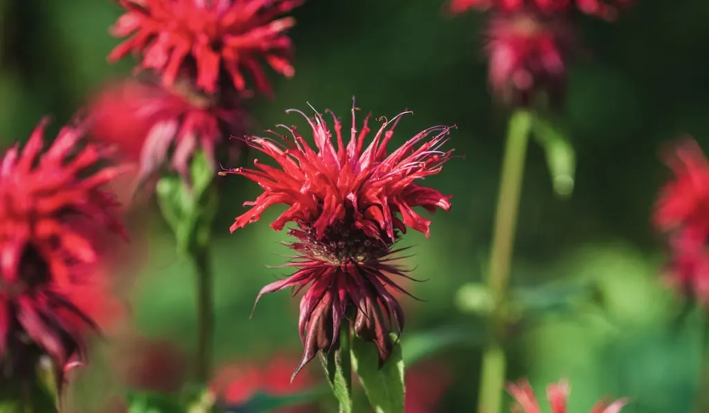 Red Monarda didyma or bee balm flowers in the green summer garden