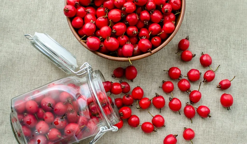Red hawthorn berries on the table flat lay
