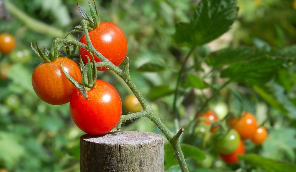 Ripe Tomatoes on tomato plant