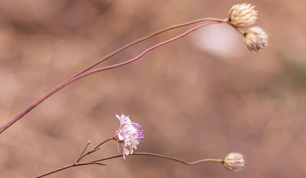 Scabiosa wildflower on blurry background