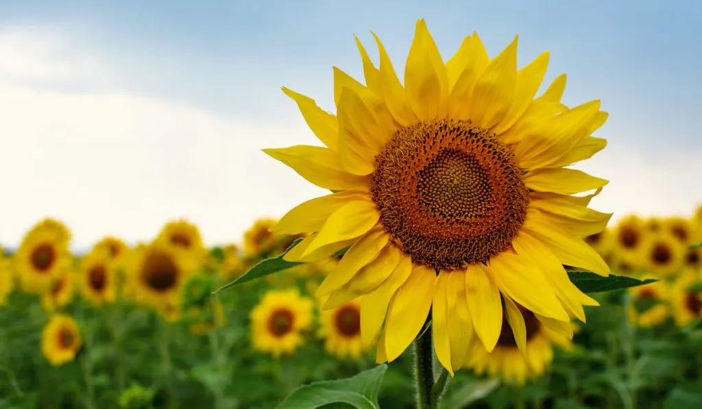 Sunflower Plant field