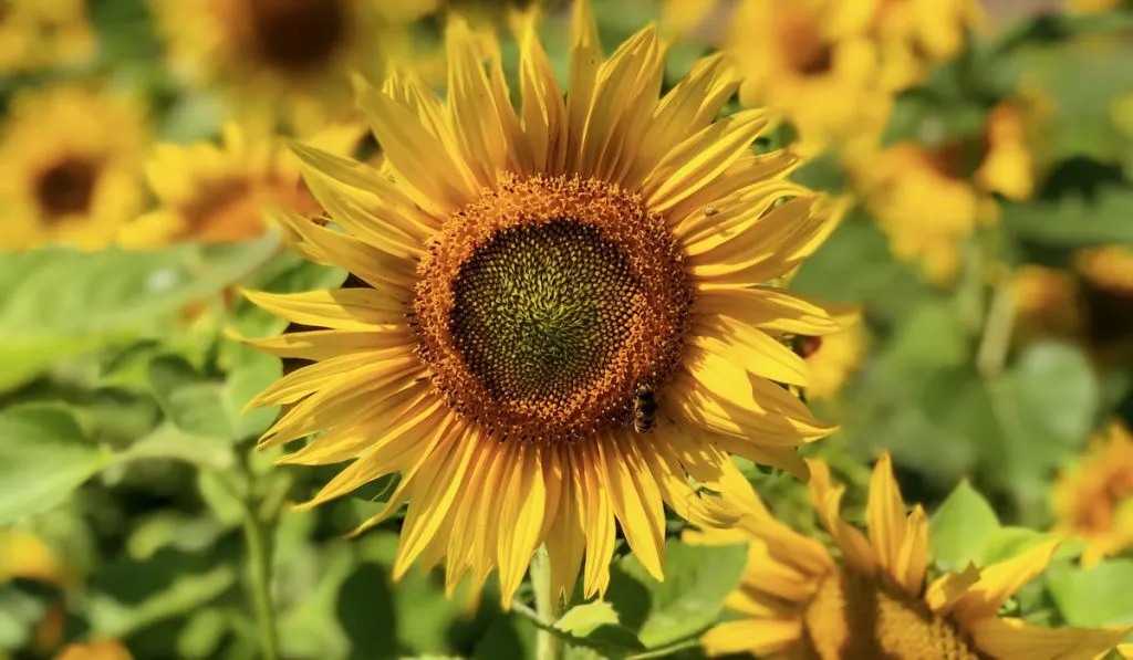 Sunflowers on sunflower field