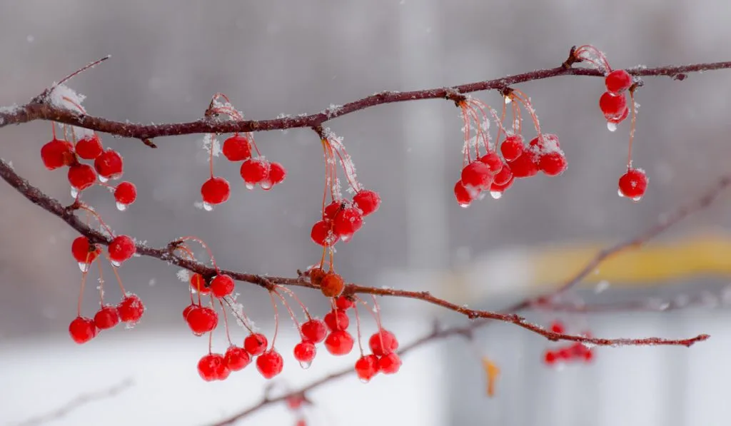 Wet snow on red winterberries on tree branches