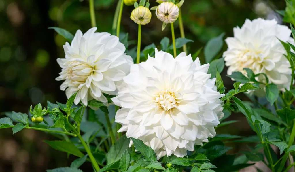 White Dahlia flowers in garden. Beautiful dahlia flower over blurred green background
