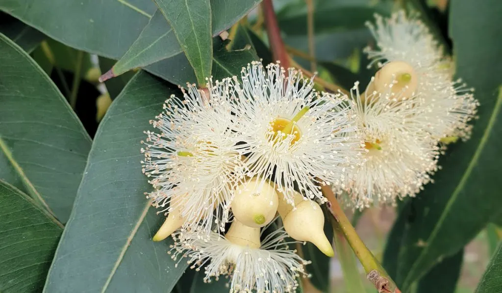 White eucalyptus flowers in full bloom
