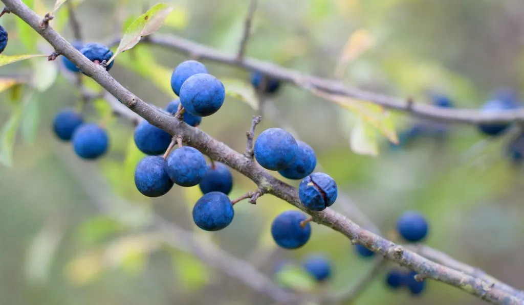 Wild blackthorn. berries of blackthorn ripen on bushes