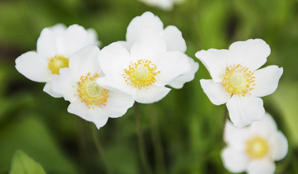 Wild white anemone flowers
