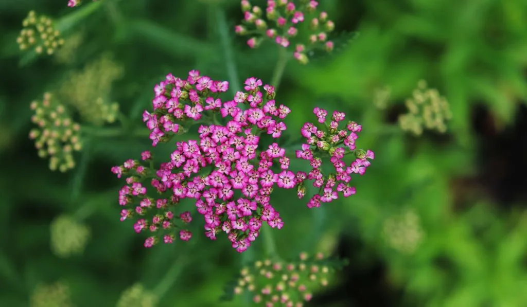 Yarrow pink flowers in the garden
