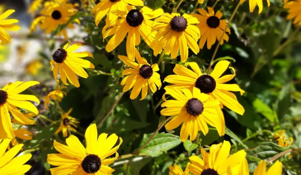 Yellow flowers of rudbeckia hirta called orange coneflower or blackeyed susan.
