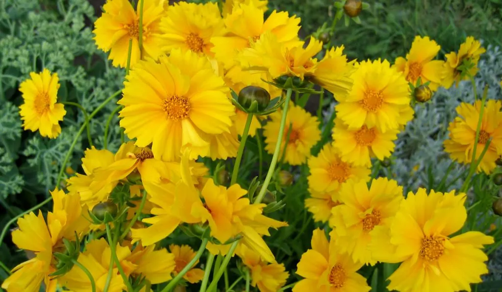 beautiful yellow flowers (coreopsis grandiflora) in summer garden

