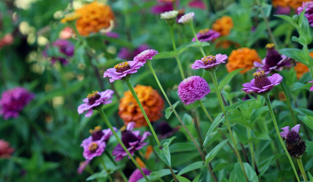 different colors of Zinnias in the garden