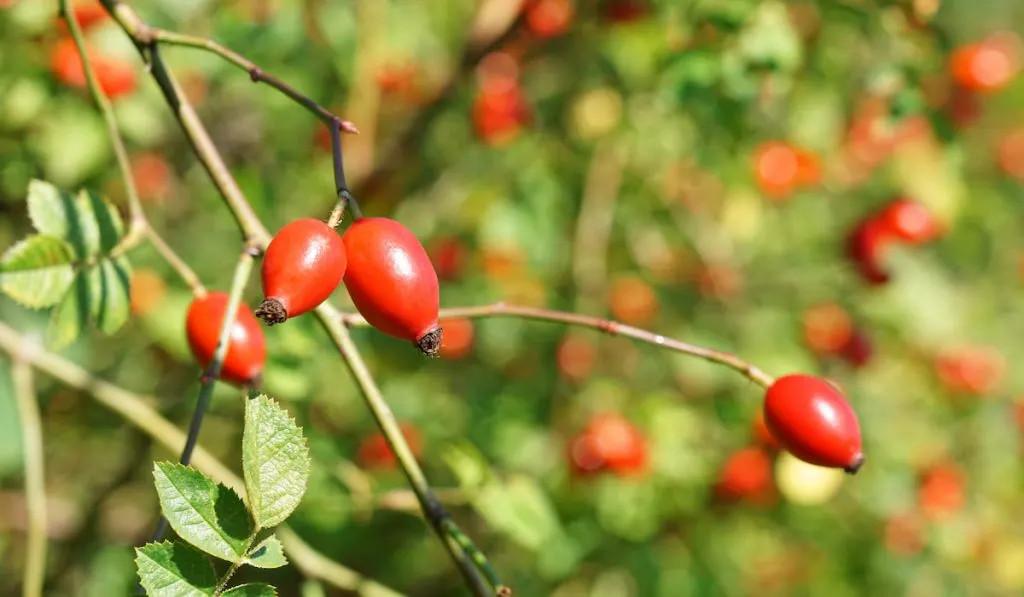  dog rose shrub with ripe red fruit