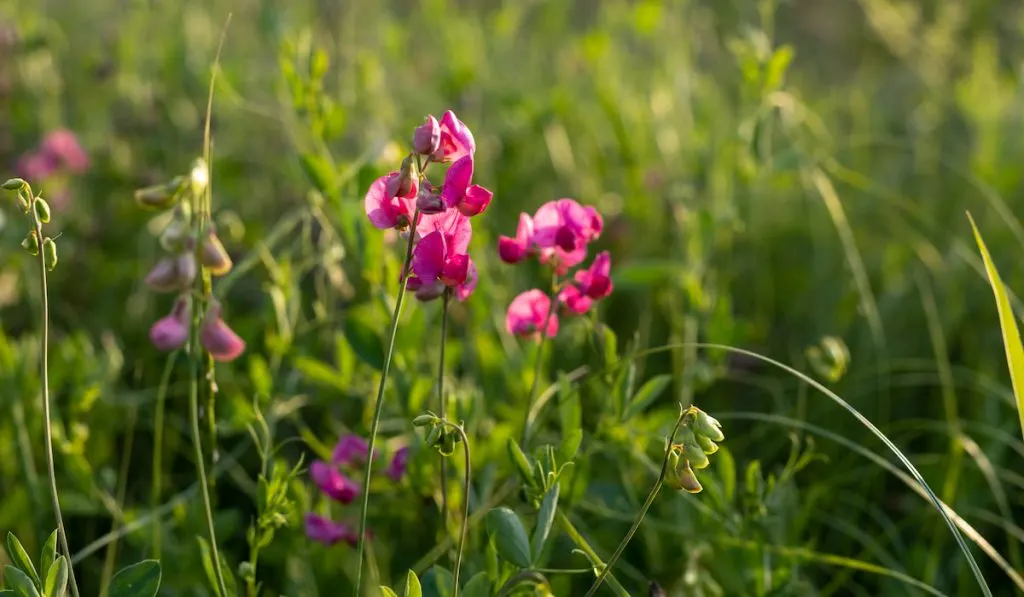 flowers of sweet peas flower on sunset