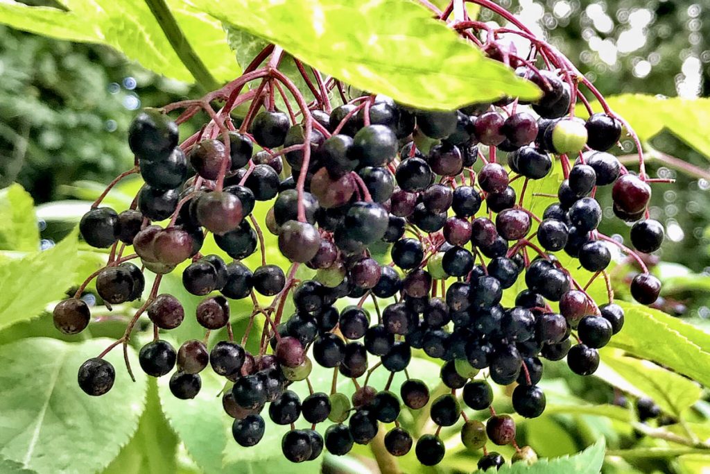 fresh elderberries on a tree