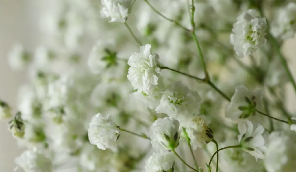 gypsophila flowers, close up 