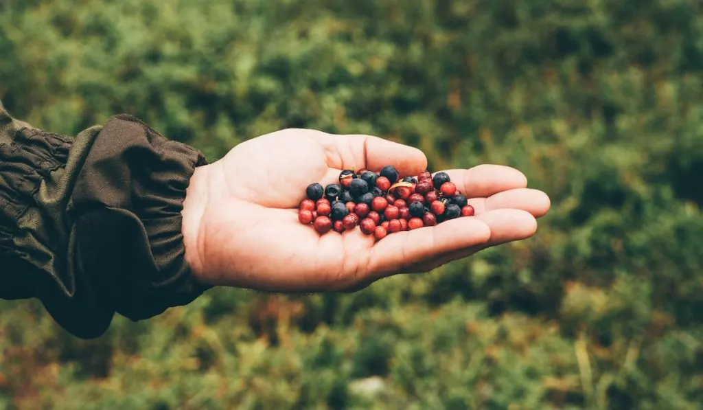 hand showing different colors of huckleberries