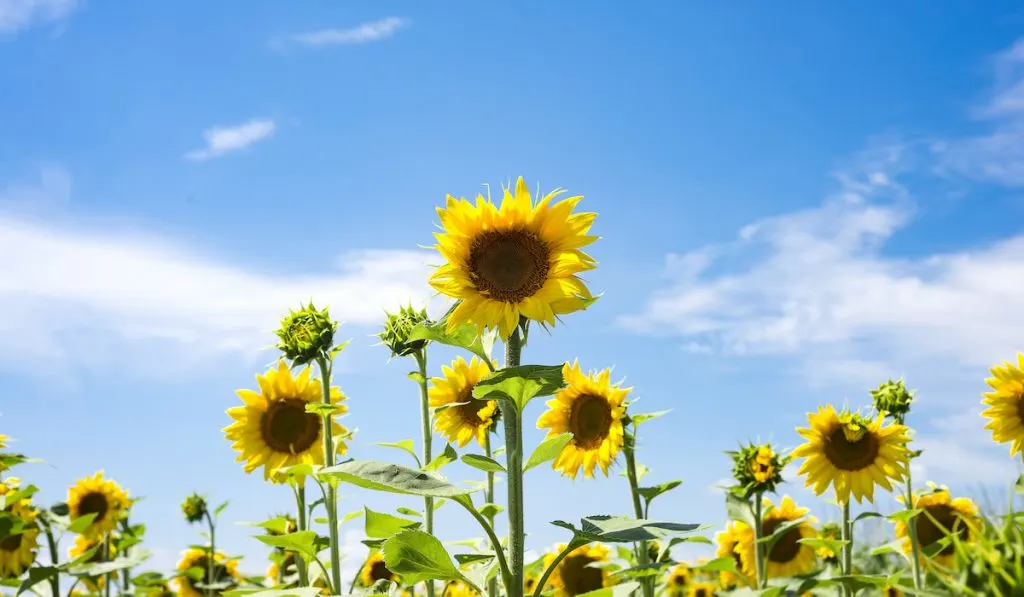  landscape of sunflowers against the sky