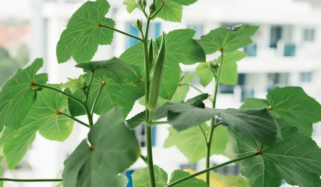 okra or lady fingers plants in a balcony garden
