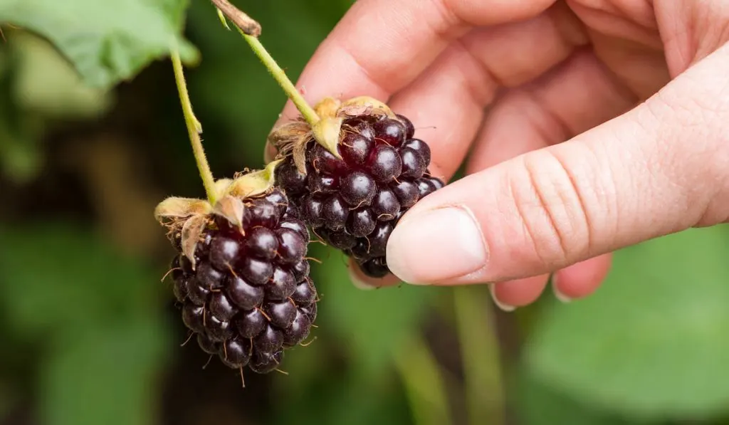 picking Loganberries 