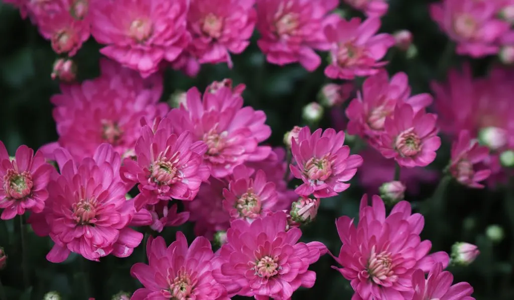 pink mums flower