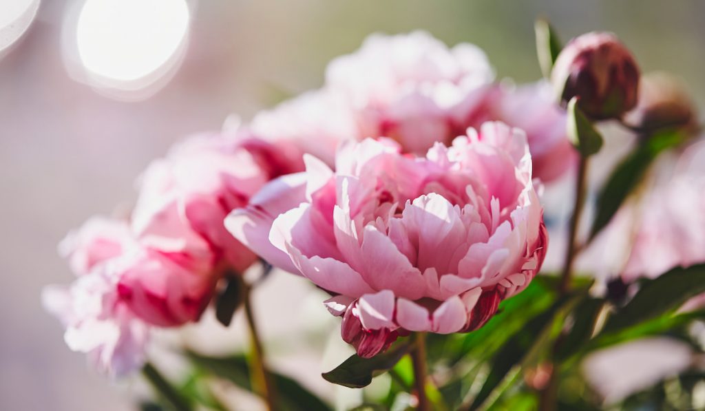 pink peonies on blurry background