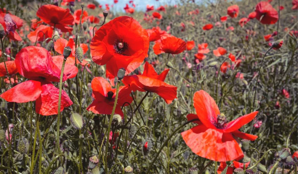 poppy field
