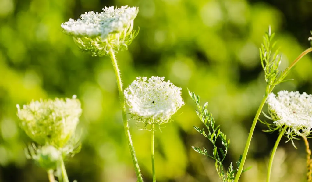 queen anne's lace flower